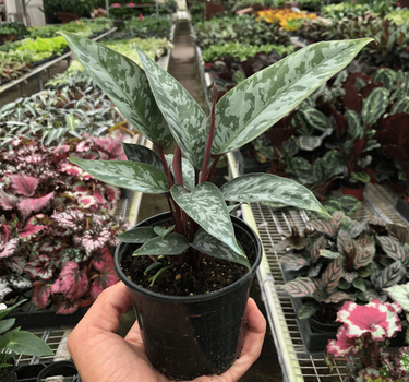 Apoballis 'Purple Sword'
