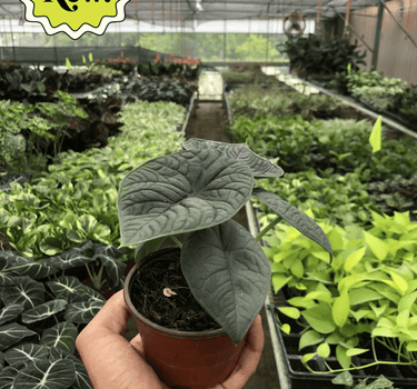 Alocasia 'Melo'