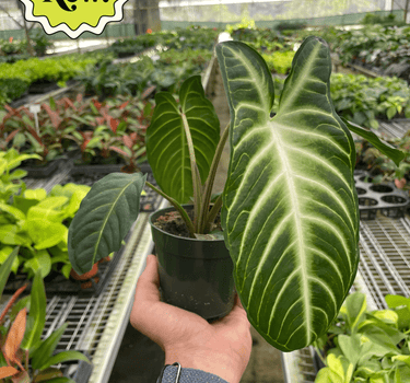 Xanthosoma 'Lendenii'