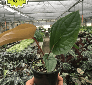 Anthurium 'Radicans x Luxurians'