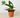 Calathea Lancifolia 'Rattlesnake'