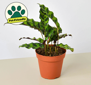 Calathea Lancifolia 'Rattlesnake'