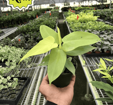 Philodendron 'Gold Violin'