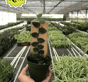 Rhaphidophora 'Hayi' (Shingle Plant)