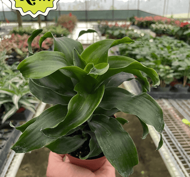 Dracaena 'Twister'