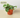 Pothos 'Satin'