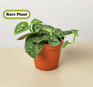 Pothos 'Satin'