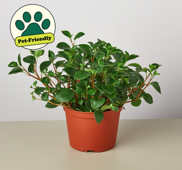 Peperomia 'Glabella' - House Plant Shop
