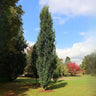 Skinny Genes Oak Tree