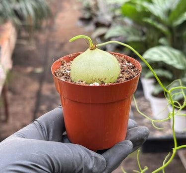 Climbing Onion