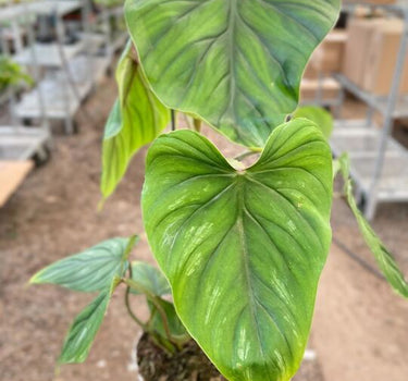 Philodendron PlowManii