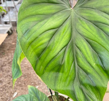 Philodendron PlowManii