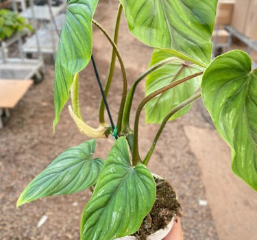 Philodendron PlowManii