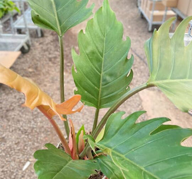 Philodendron Caramel Pluto