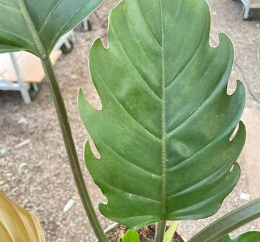 Philodendron Caramel Pluto