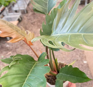 Philodendron Caramel Pluto