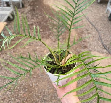 Philodendron 'Tortum'