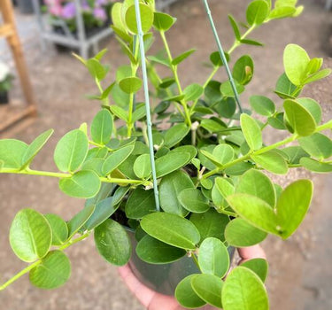 Hoya Cumingiana