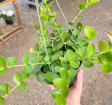 Hoya Cumingiana