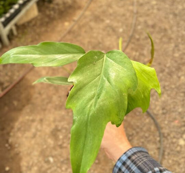 Philodendron Mayoi