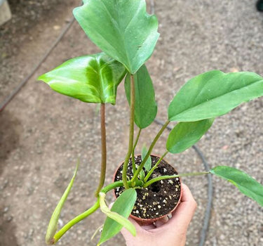 Philodendron Mayoi