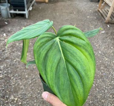 Philodendron 'Mcdowell'