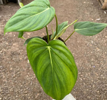 Philodendron 'Mcdowell'