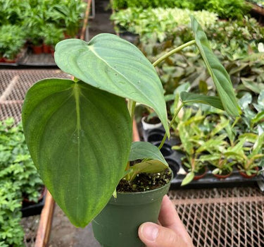 Philodendron 'Mcdowell'