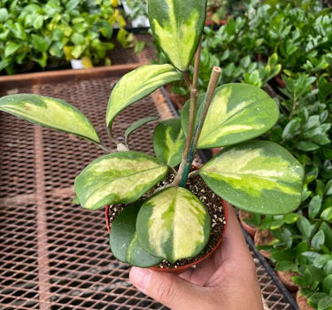 Hoya Obovata Reverse