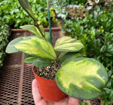Hoya Obovata Reverse