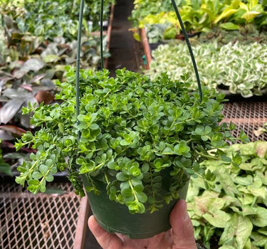 Peperomia Deppeana