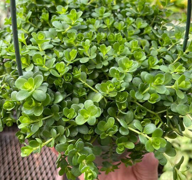 Peperomia Deppeana