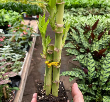 Dracaena 'Lucky Bamboo'