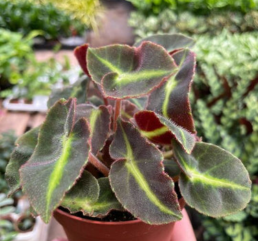 Begonia 'Striped'