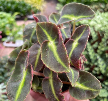 Begonia 'Striped'