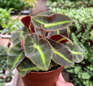 Begonia 'Striped'