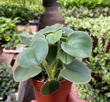 Peperomia 'Felted'