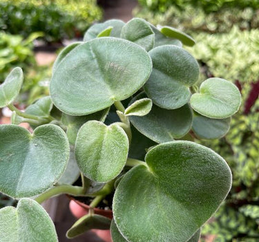 Peperomia 'Felted'