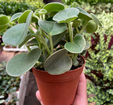 Peperomia 'Felted'