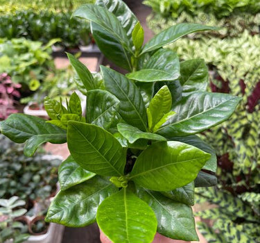 Gardenia 'Bush'