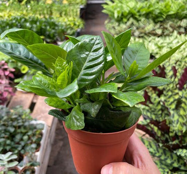 Gardenia 'Bush'