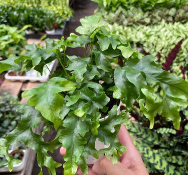 Fern 'Nicolas Diamond'