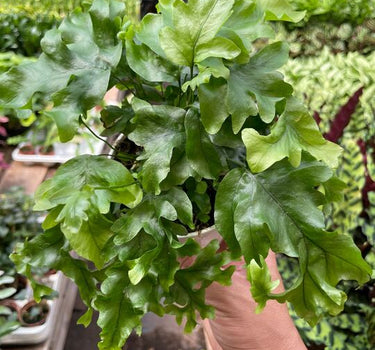 Fern 'Nicolas Diamond'