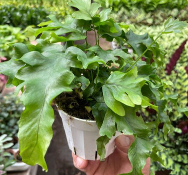 Fern 'Nicolas Diamond'