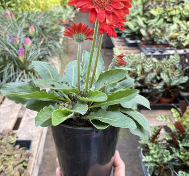 Gerbera Sweet Love Red
