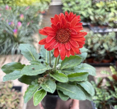 Gerbera Sweet Love Red