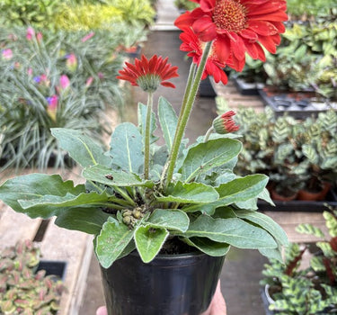 Gerbera Sweet Love Red