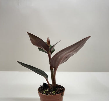 Ludisia Discolor