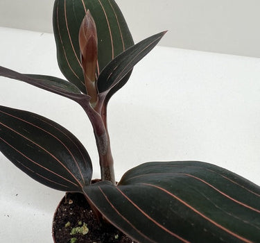 Ludisia Discolor