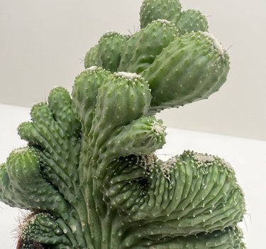 Succulent Cereus Coral Green